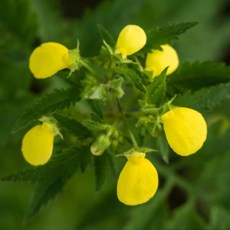 Calceolaria flowers. Photo by Eduardo Libby