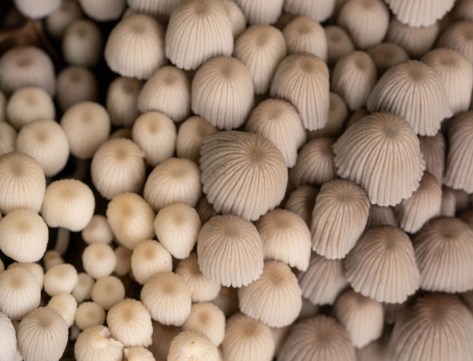 Coprinus mushrooms on a tree stump. Photo by Eduardo Libby