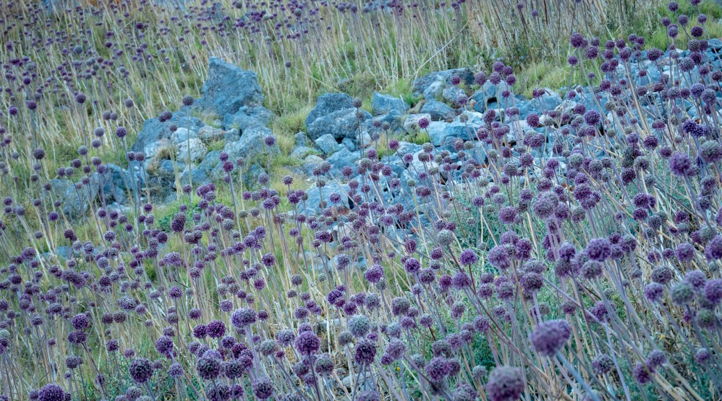 Wild garlic growing near a cliff in Monemvasia, Greece. Photo by Eduardo Libby