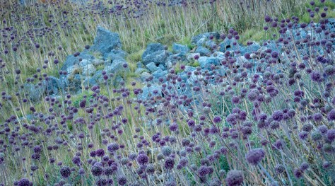Wild garlic growing near a cliff in Monemvasia, Greece. Photo by Eduardo Libby