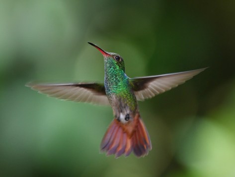 Hovering hummingbird. Photo by Eduardo Libby