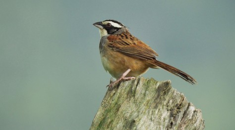 Stripe-headed Sparrow. Photo by Eduardo Libby