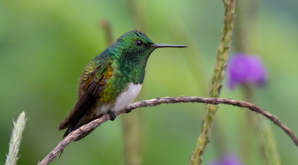 Snowy-bellied Hummingbird. Photo by Eduardo Libby
