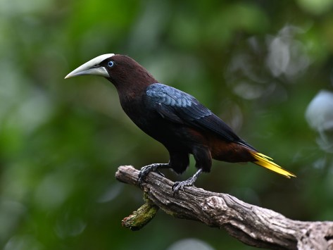 Chestnut-headed Oropendola. Photo by Eduardo Libby