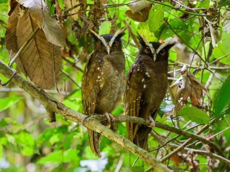 Crested Owl. Photo by Eduardo Libby