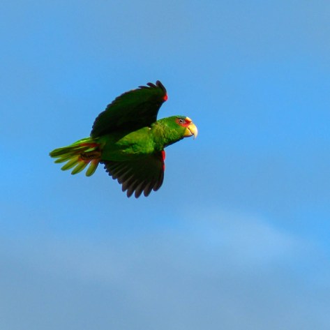 Flying White-fronted Parrot. Photo by Eduardo Libby