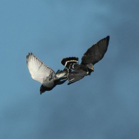 Carthwheeling Gray Hawks. Photo by Eduardo Libby