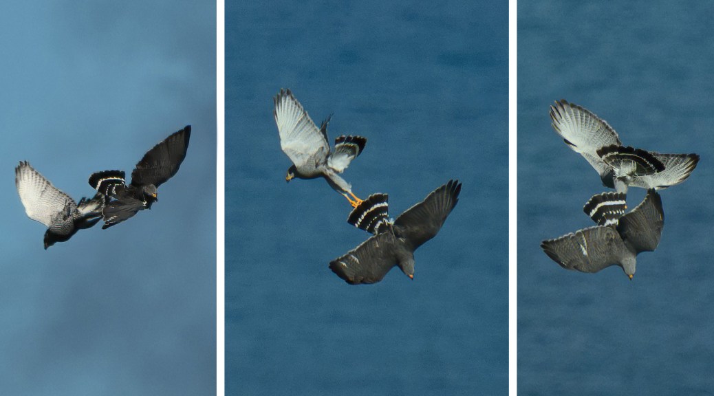 Carthwheeling Gray Hawks. Photo by Eduardo Libby