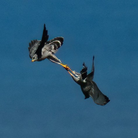 Carthwheeling Gray Hawks. Photo by Eduardo Libby