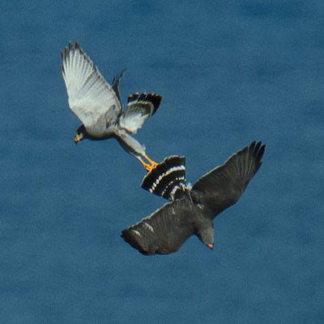 Carthwheeling Gray Hawks. Photo by Eduardo Libby