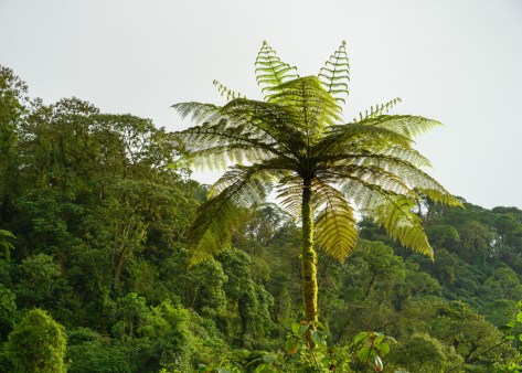 Tree Fern in the Costa Rican Rain Forest. Photo by Eduardo Libby