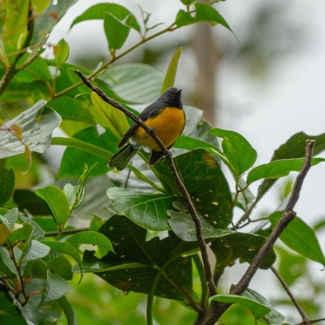 Slate-throated Redstart. Photo by Eduardo Libby