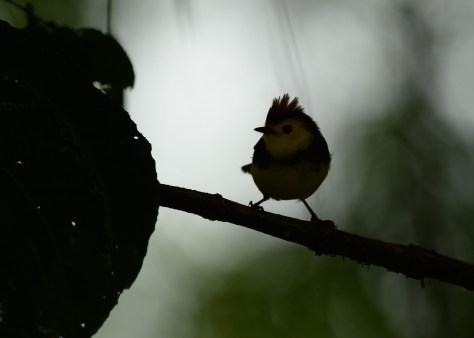 Collared Redstart photo before shadow recovery. Photo by Eduardo Libby