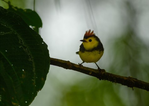 Collared Redstart. Photo by Eduardo Libby