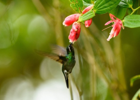 Purple-throated Mountain Gem feeding on Ericaeaceous flowers. Photo by Eduardo Libby