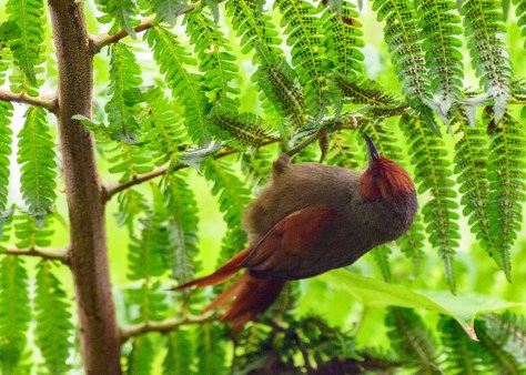 Red-faced Spinetail and tree fern. Photo by Eduardo Libby