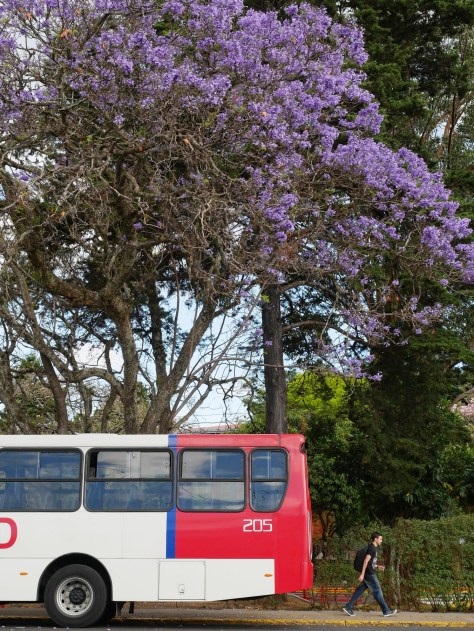 Jacaranda tree on a bus stop. Photo by Eduardo Libby