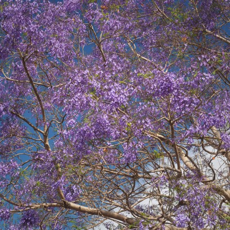 Blooming Jacaranda tree and cloud. Photo by Eduardo Libby