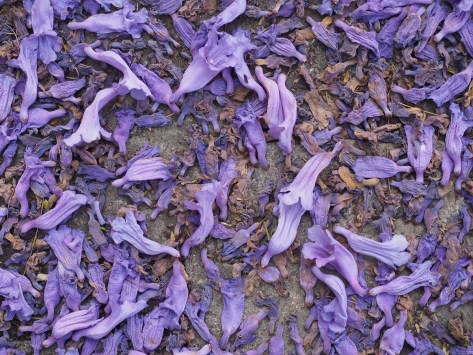 Fallen Jacaranda flowers on the ground. Photo by Eduardo Libby