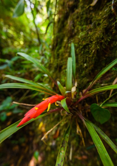 Guzmania bromeliad. Photo by Eduardo Libby