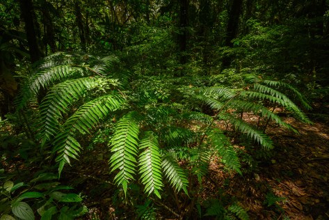Ferns. Photo by Eduardo Libby