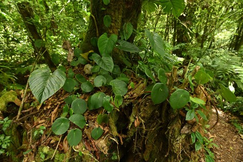 Old tree stump with tropical plants. Photo by Eduardo Libby