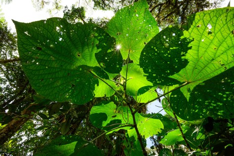 The leaves of a plant in the pepper family (Piperaceae). Photo by Eduardo Libby