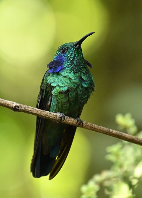 Green Violet-ear Hummingbird. Photo by Eduardo Libby