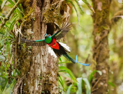Resplendent Quetzal. Photo by Eduardo Libby