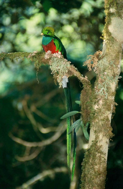 Resplendent Quetzal. Photo by Eduardo Libby