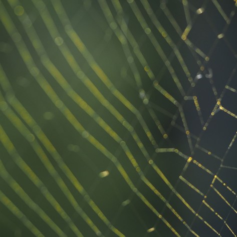 The elastic and sticky Aggregate Silk from Nephilla Spider. Photo by Eduardo Libby