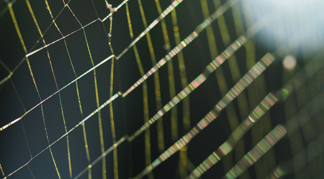 Thin-film interference colors of a Nephila Spider Orb's Silk. Photo by Eduardo Libby