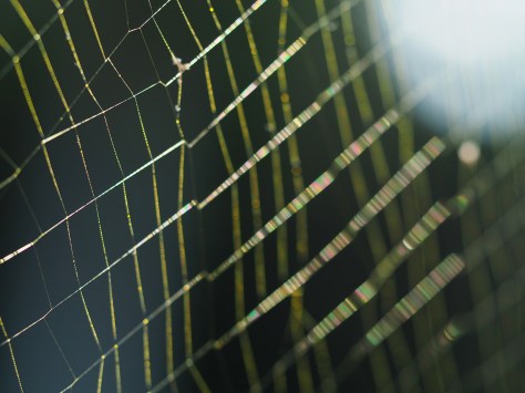 Thin-film interference colors of a Nephila Spider Orb's Silk. Photo by Eduardo Libby