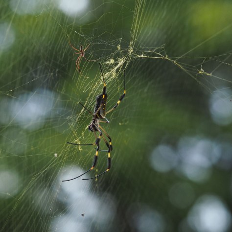 Female Nephila Spider and male. Photo by Eduardo Libby