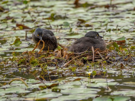 Least Grebe Couple at nest. Photo by Eduardo Libby