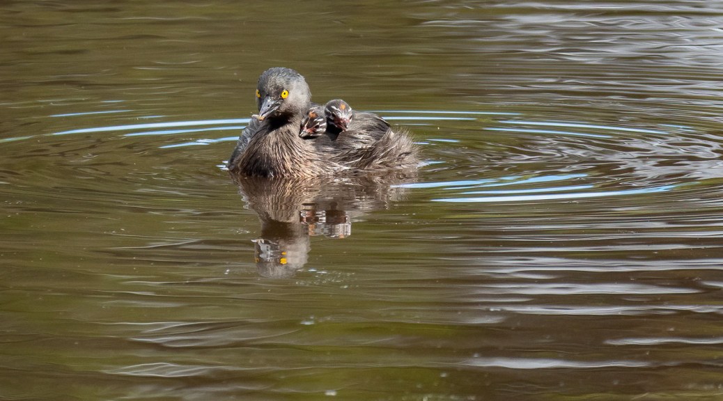 Least Grebe with two siblings on its back. Photo by Eduardo Libby