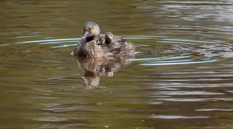 Least Grebe with two siblings on its back. Photo by Eduardo Libby