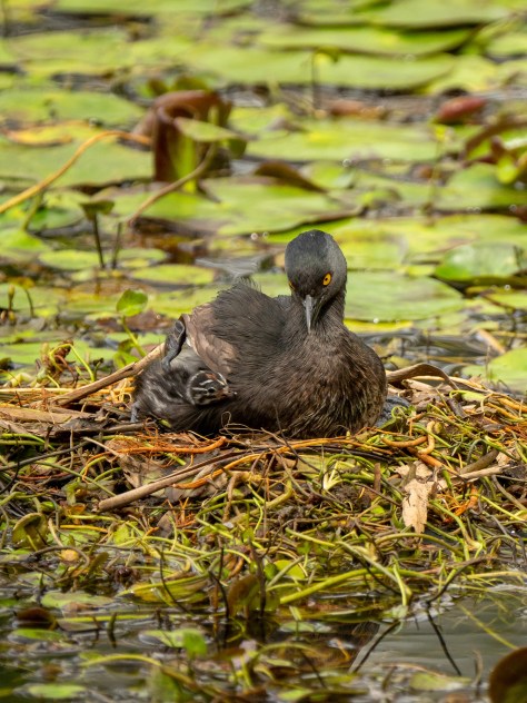 Least Grebe chick and parent on the floating nest. Photo by Eduardo Libby