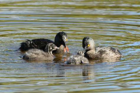Least Grebe family eating a piece of crayfish. Photo by Eduardo Libby