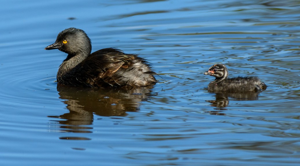 Least Grebes on a Costa Rican pond. Photo by Eduardo Libby