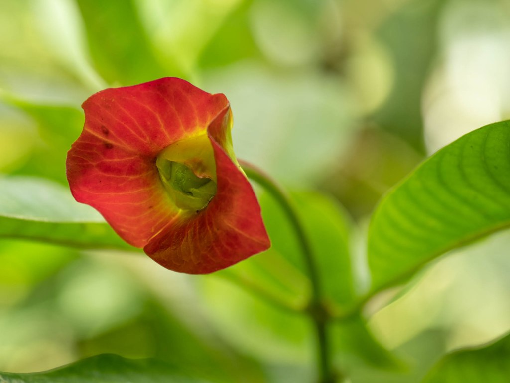Plant life close-up near La Paz River in Costa Rica