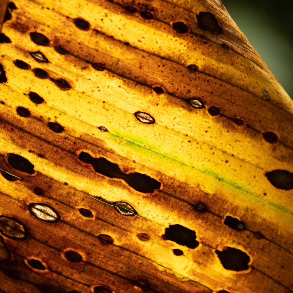 Plant life close-up near La Paz River in Costa Rica