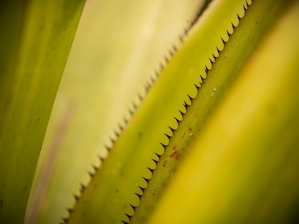 Plant life close-up near La Paz River in Costa Rica