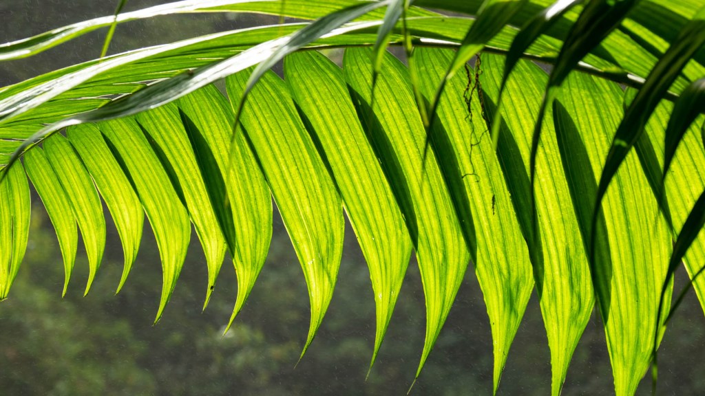 Plant life close-up near La Paz River in Costa Rica