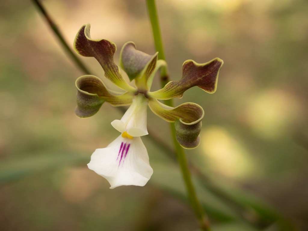 Orchid flower at Else Kientzler Botanical Garden in Costa Rica. Photo by Eduardo Libby