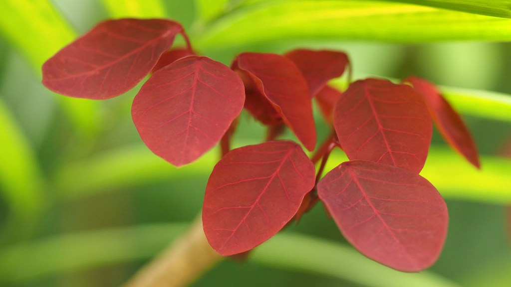 Photo of Euphorbia cotinifolia leaves by Eduardo Libby