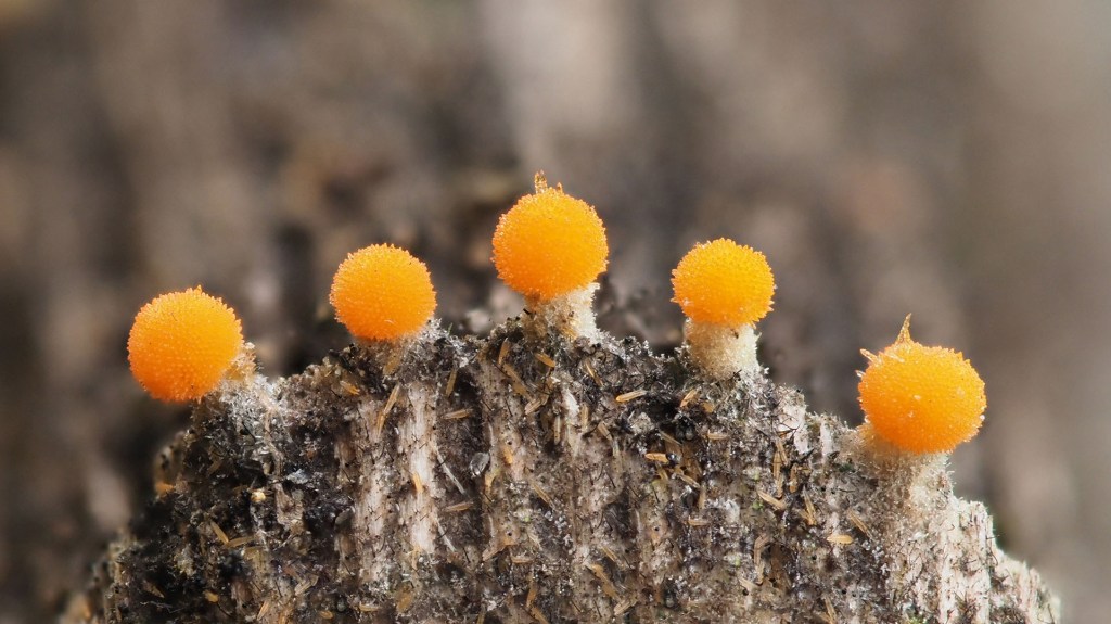 Very small orange fungi. Photo by Eduardo Libby