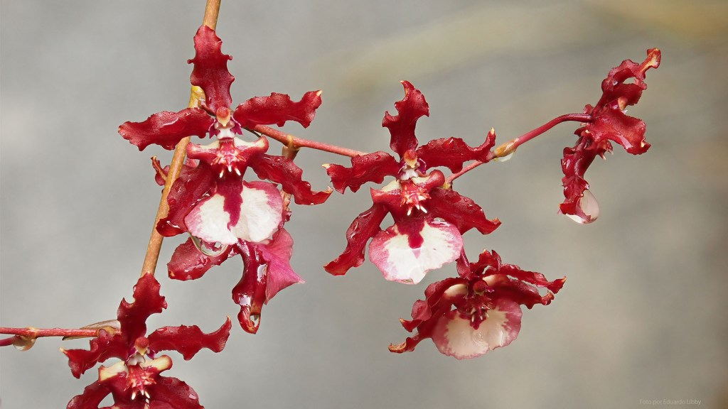 Orchid flowers. Photo by Eduardo Libby