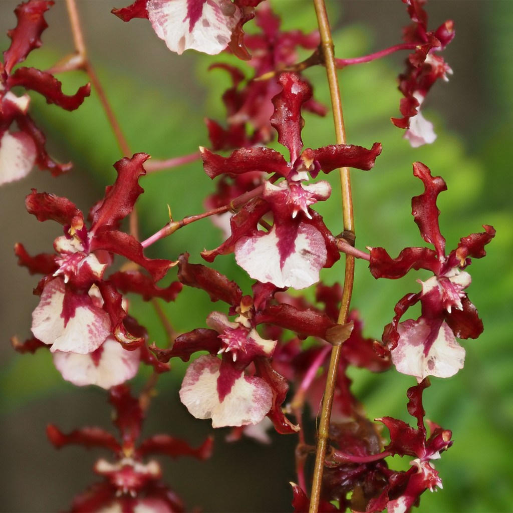 Burgundy-colored orchid flowers. Photo by Eduardo Libby
