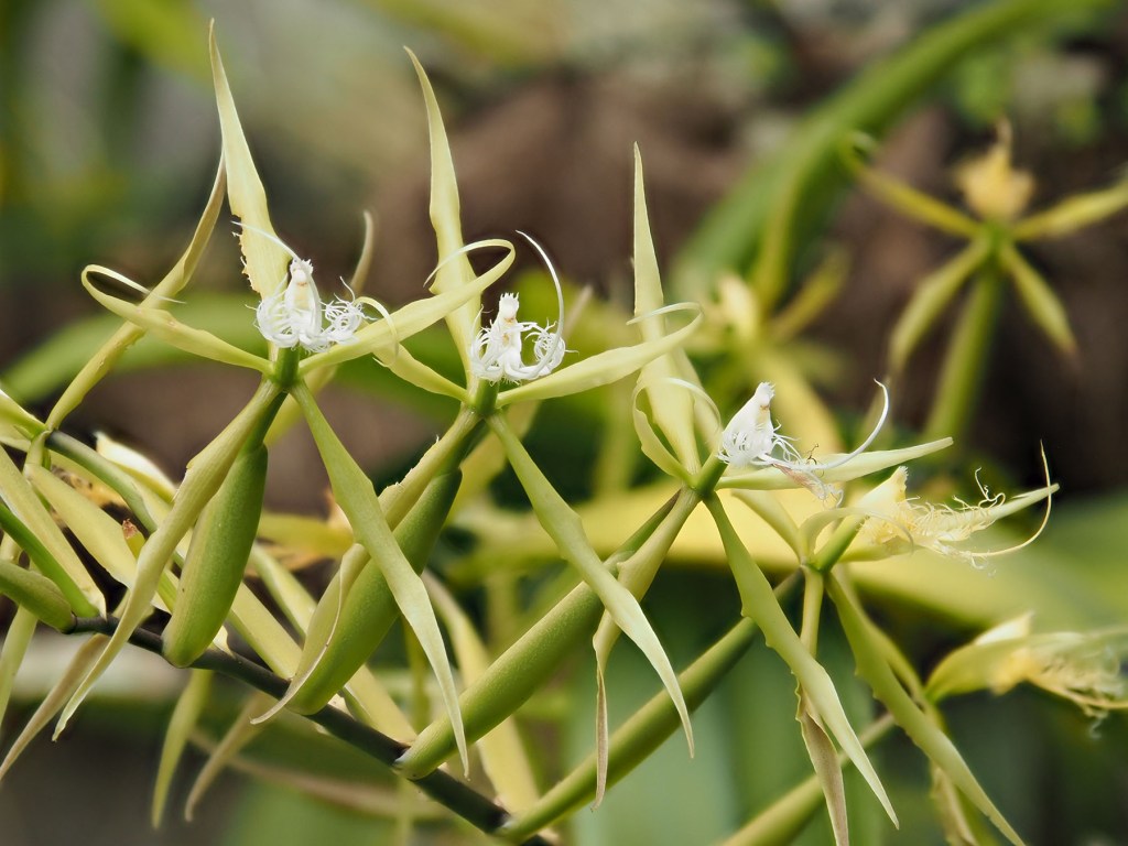 White orchid inflorescence. Photo by Eduardo Libby